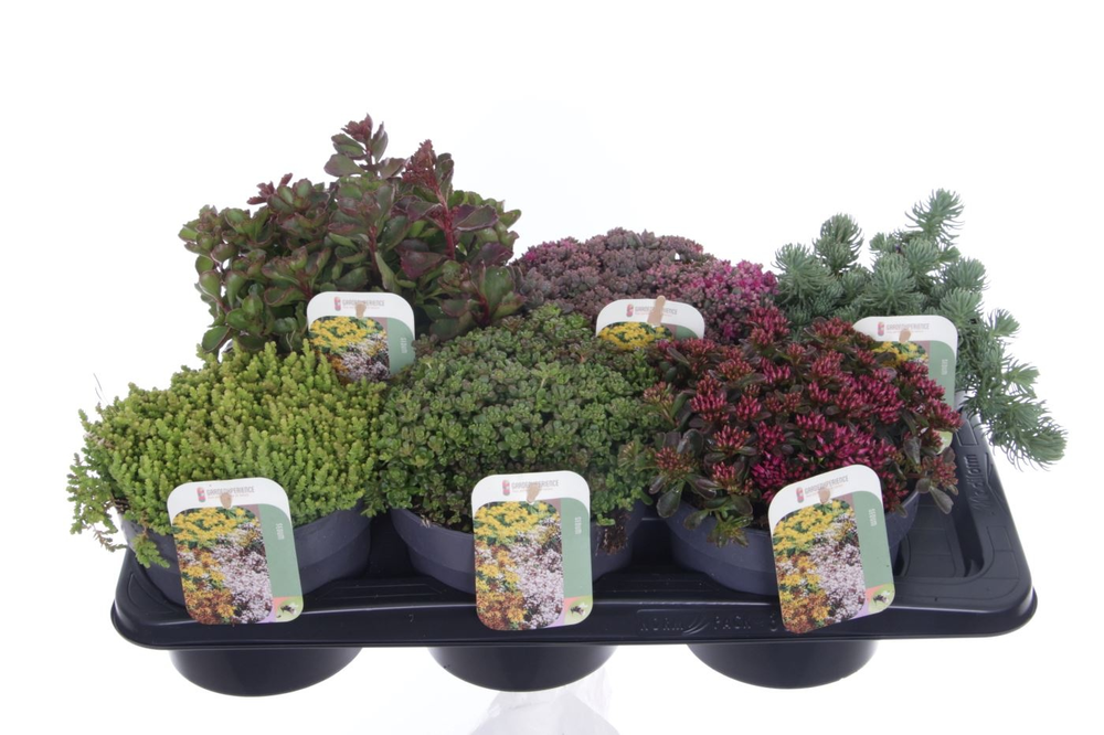 Sedum mix in tray.