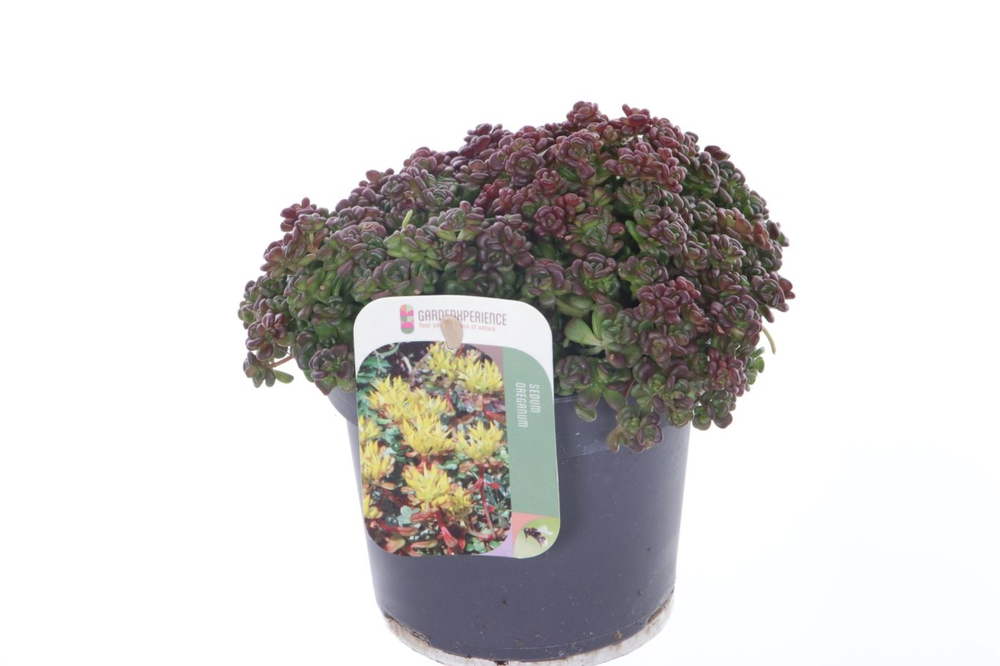 Sedum oreganum.
