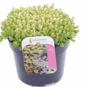 Sedum acre