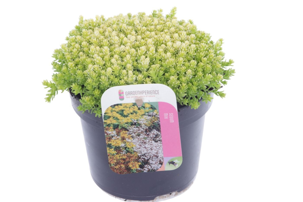 Sedum acre.
