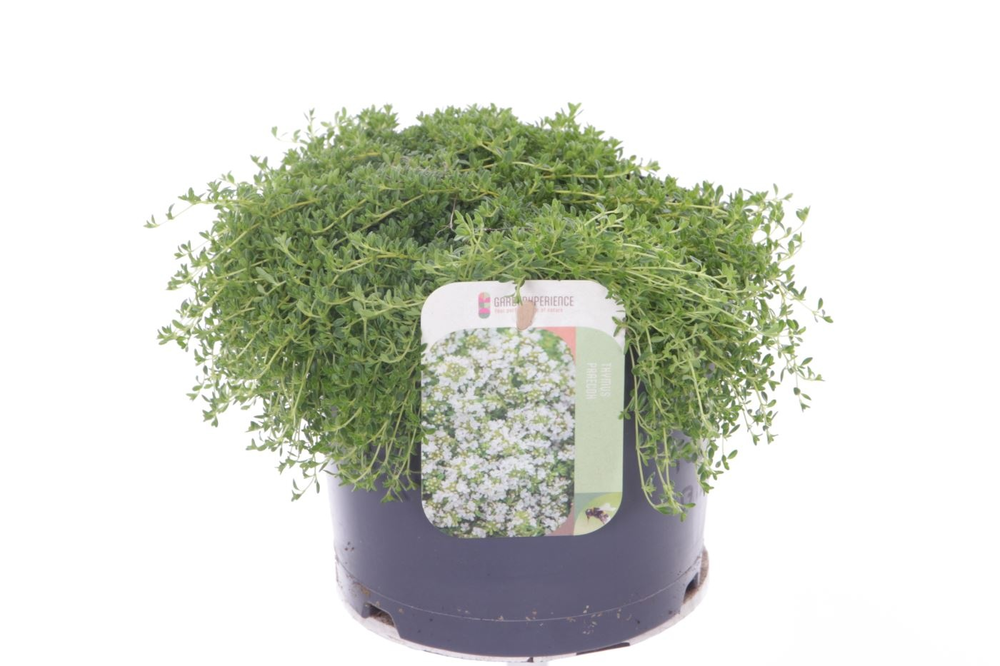 Thymus praecox Albiflorus.