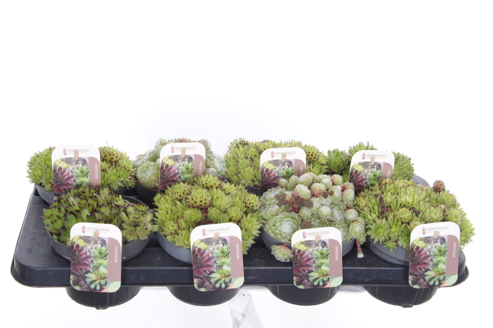 Sempervivum gemengd.
