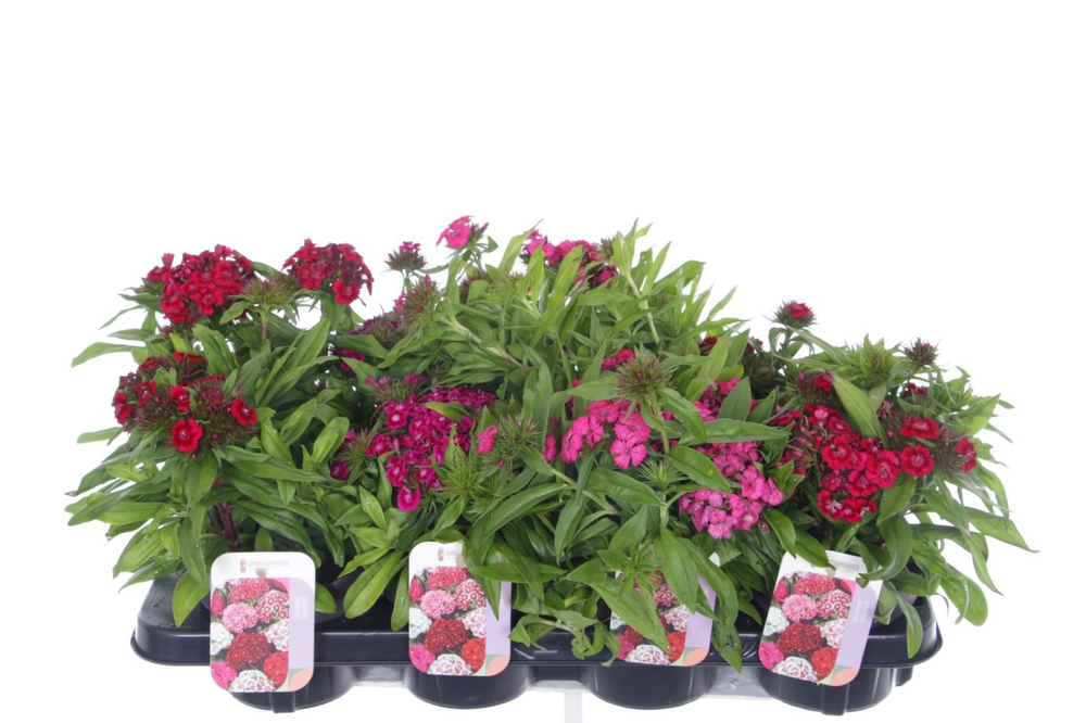 Dianthus barb. Barbarini mix.