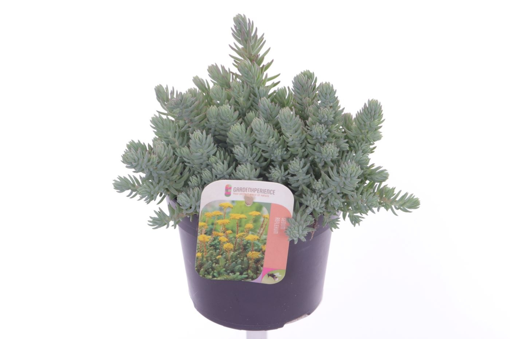 Sedum reflexum.