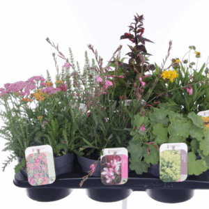 Vaste planten mix in tray