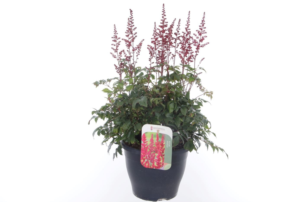 Astilbe arendsii Fanal.