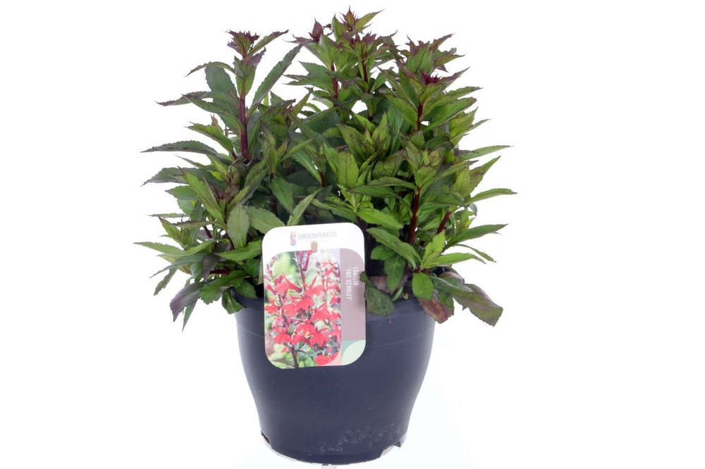 Lobelia Fan Scarlet.