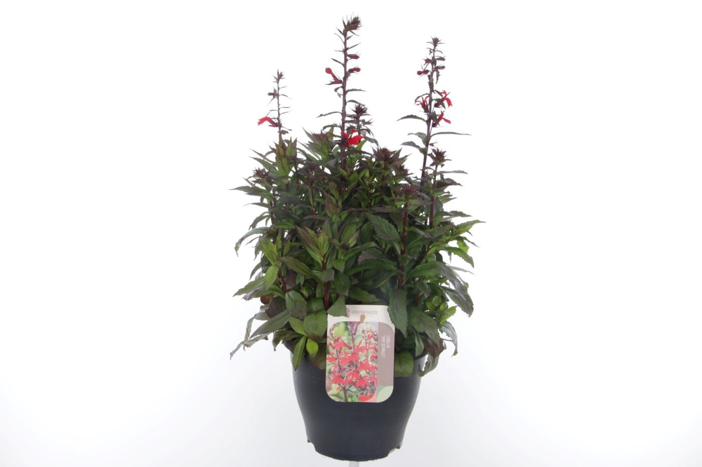 Lobelia Fan Scarlet.