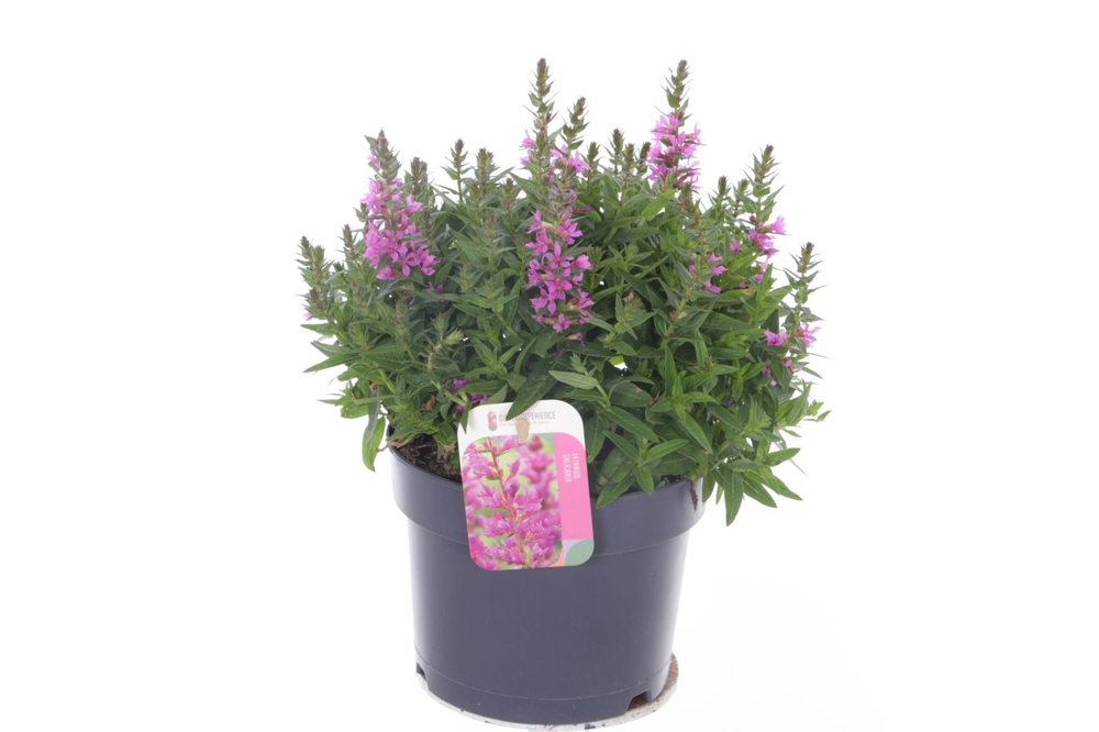 Lythrum salicaria Robin.