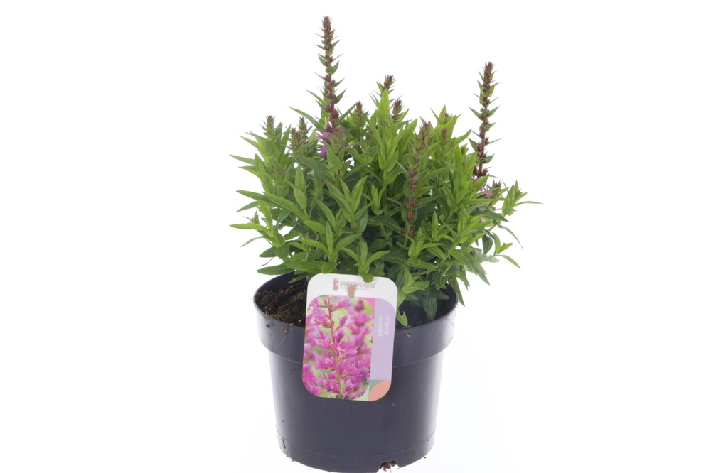 Lythrum salicaria Robin.