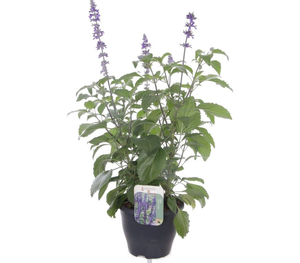 Salvia Mystic Spires Blue.