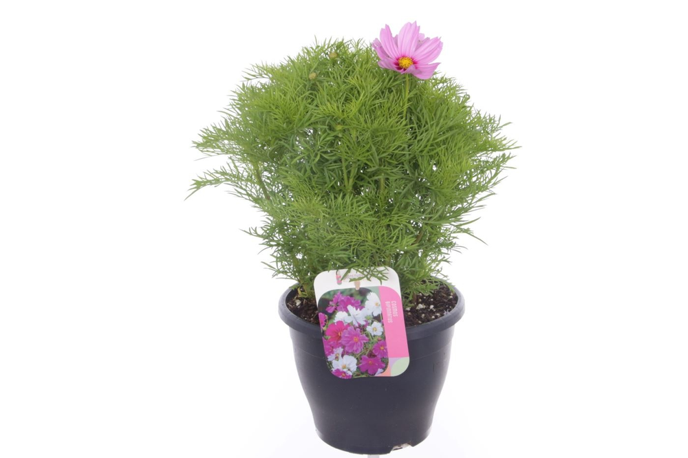 Cosmos Casanova Pink.