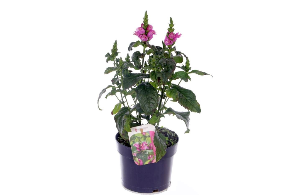 Chelone obliqua Pink Turtle.