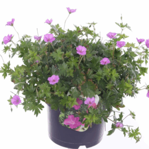Geranium Blushing Turtle