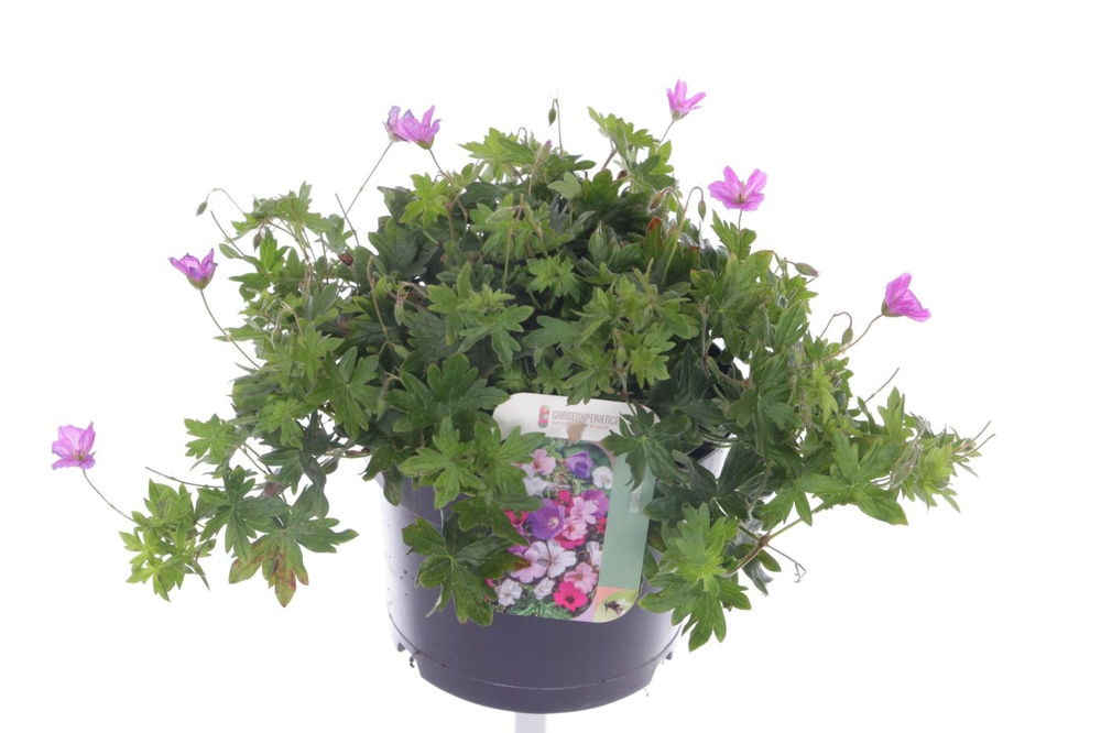 Geranium Blushing Turtle.
