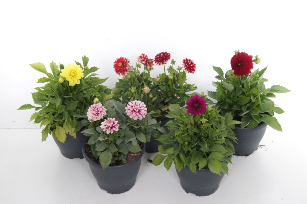 Dahlia gemengd.