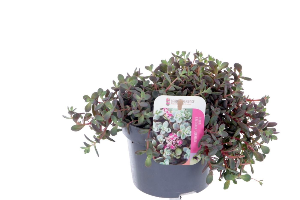 Sedum cauticola Lidakense.