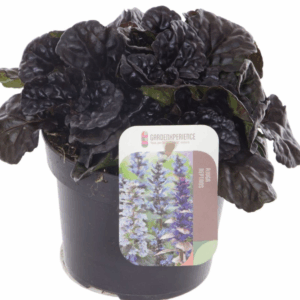 Ajuga reptans Black Scallop.