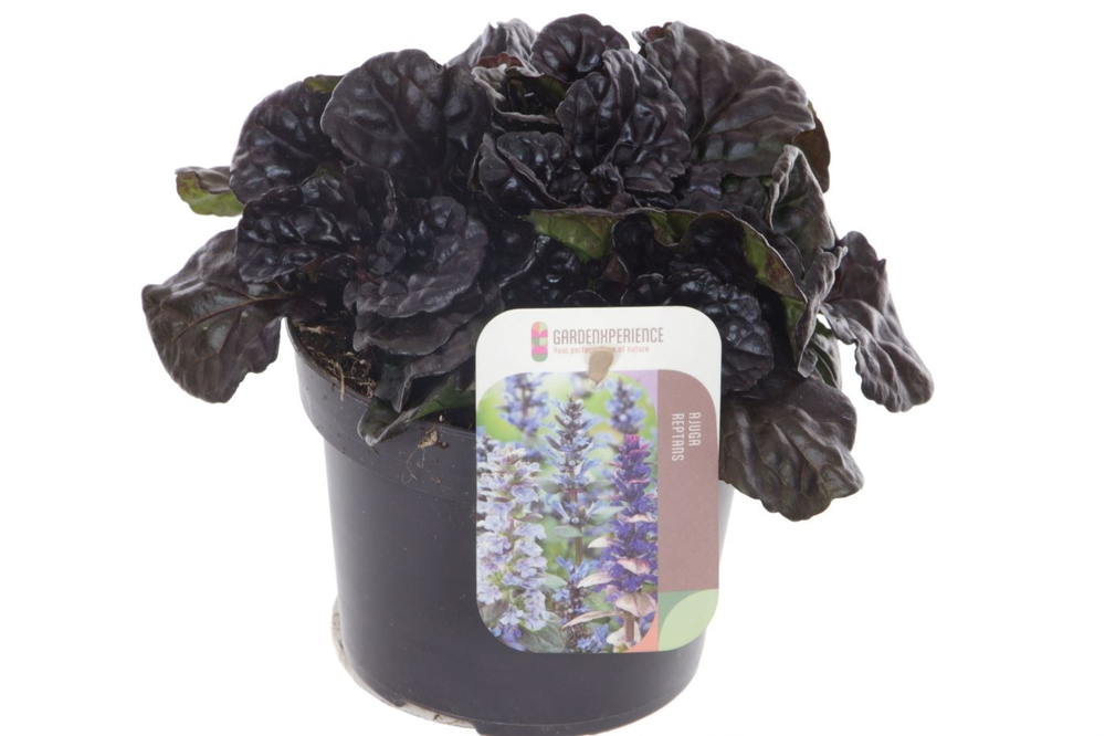 Ajuga reptans Black Scallop.
