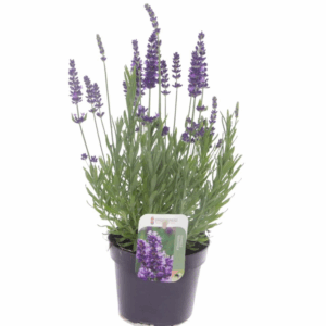 Lavandula Spear Blue
