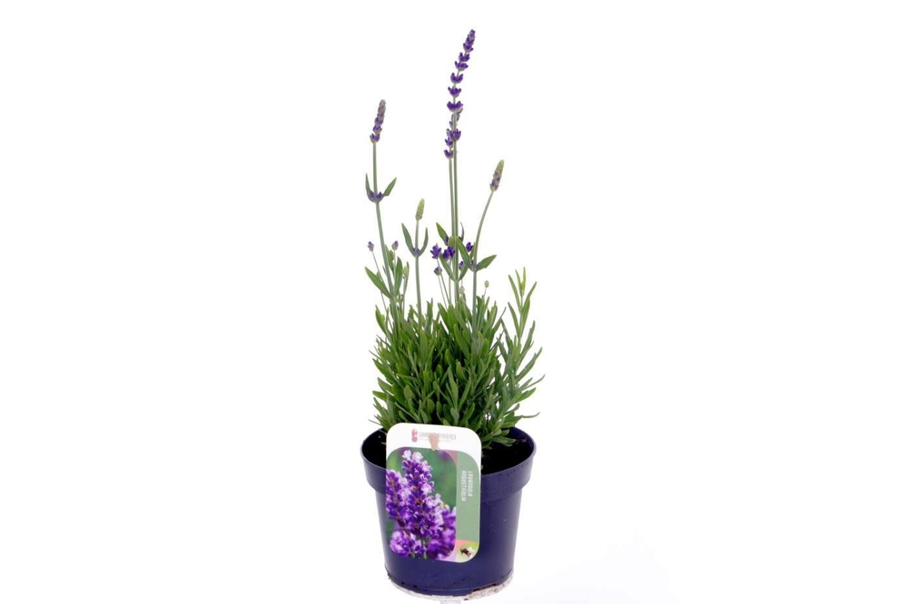 Lavandula Spear Blue.