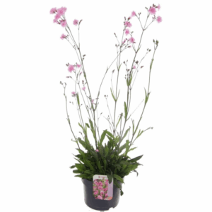 Lychnis Jenny