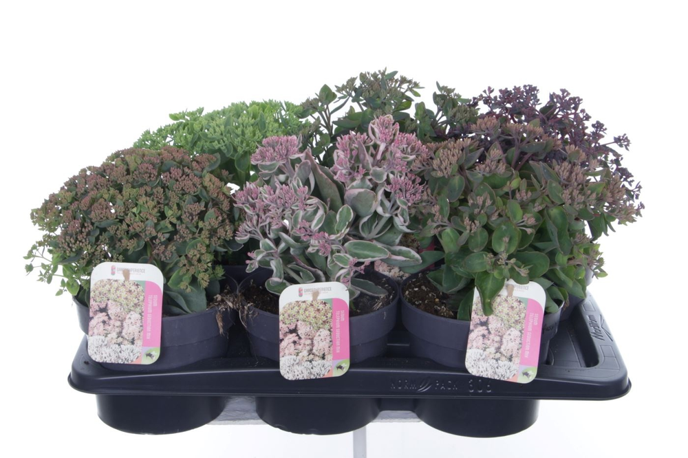 Sedum telephium mix.