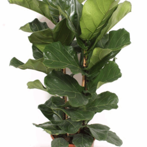 Ficus lyrata 2 per pot.