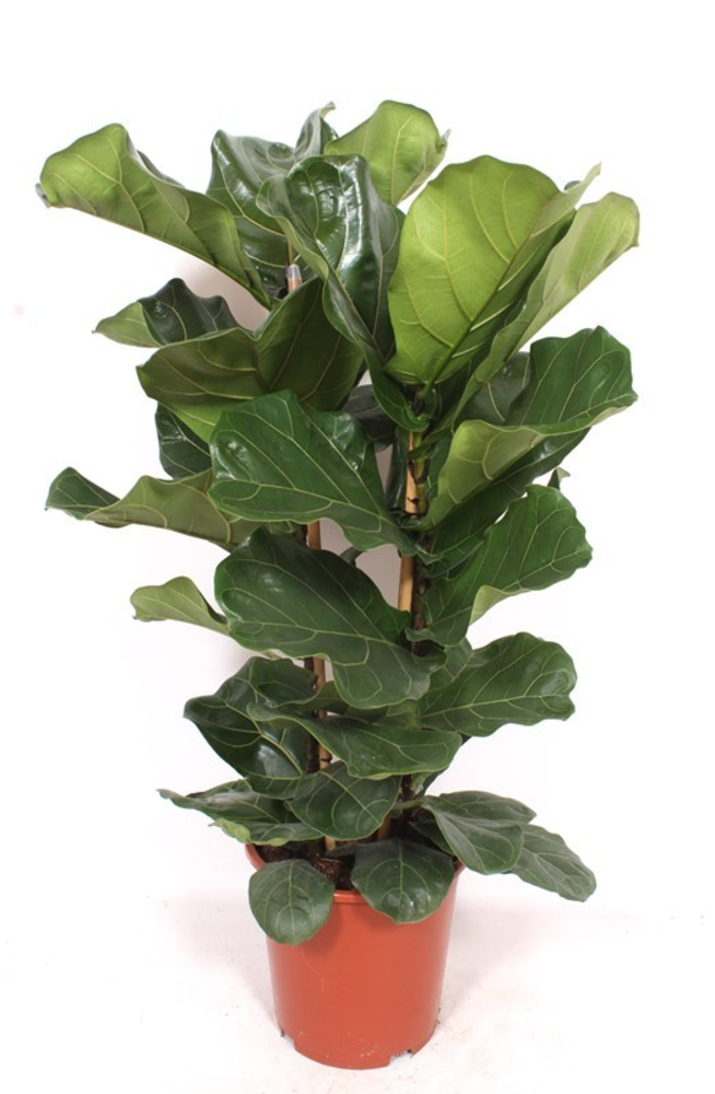 Ficus lyrata 2 per pot.