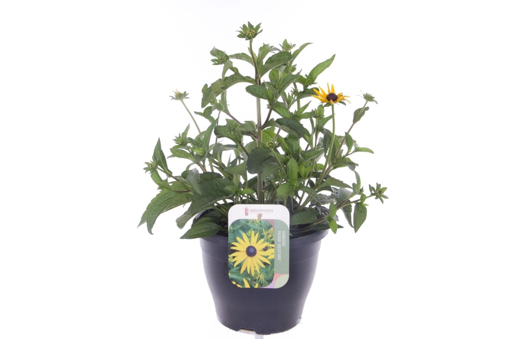 Rudbeckia fulgida Goldsturm.