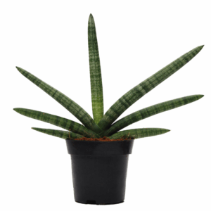 Sansevieria cylindrica 'Skyline'.
