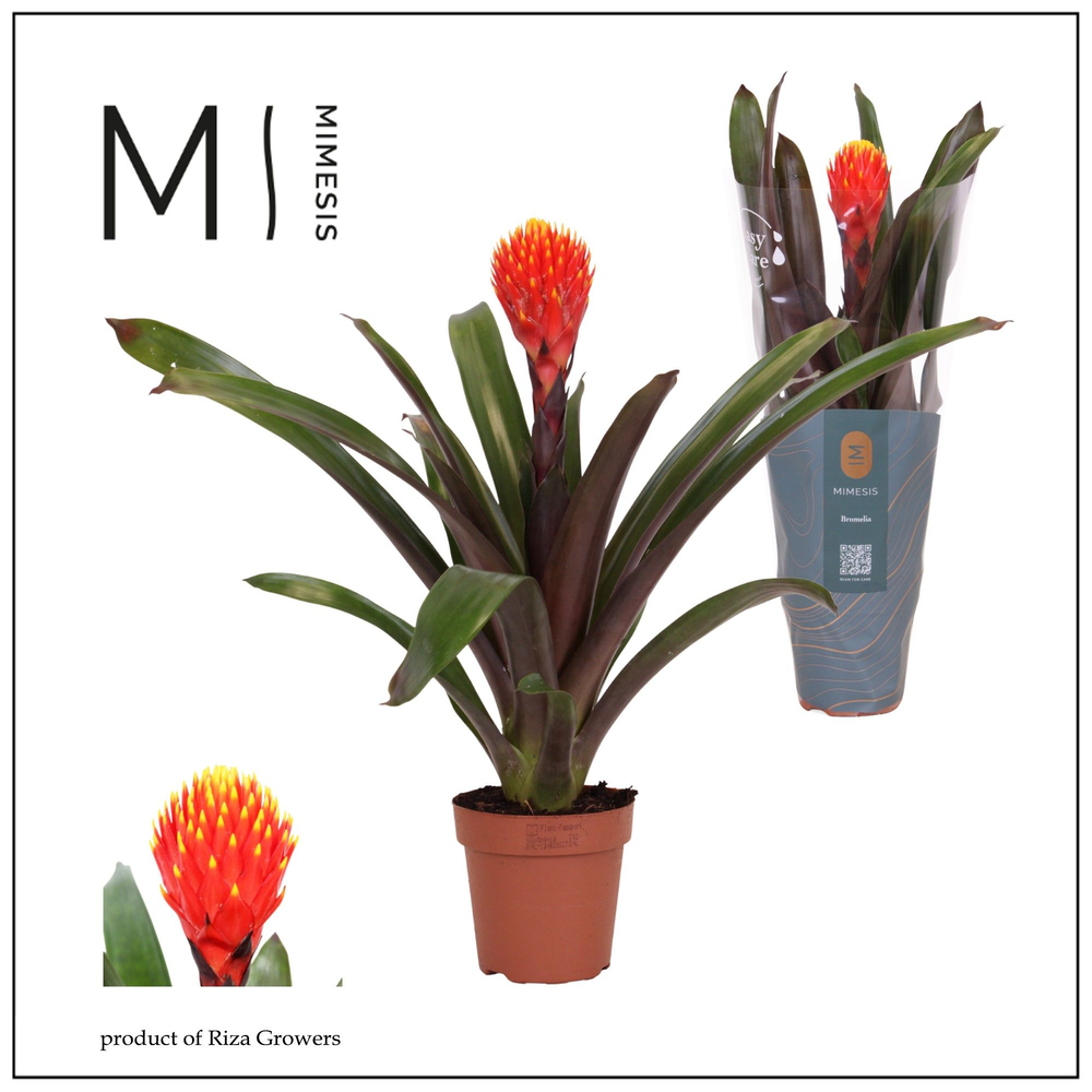 Guzmania Rockyflower Tala - 12 cm.