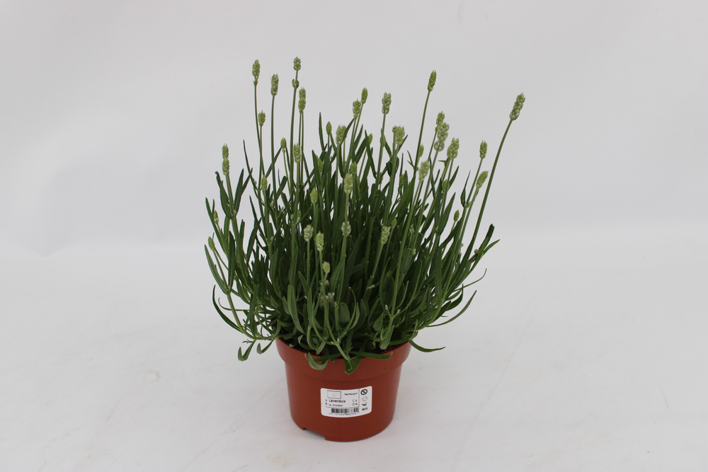 Lavandula Ang. White.
