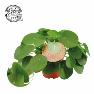 Pilea Peperomioides 15cm Nederlands etiket.