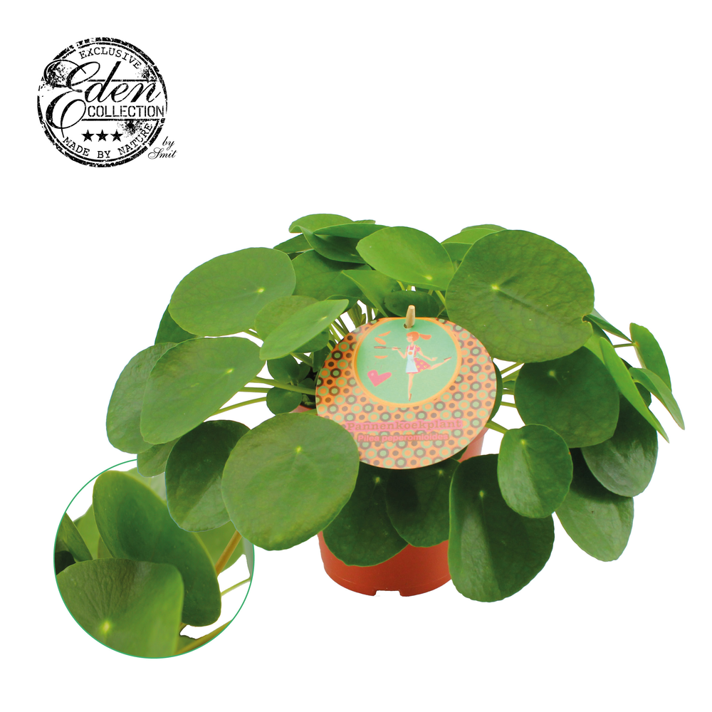 Pilea Peperomioides 15cm Nederlands etiket.