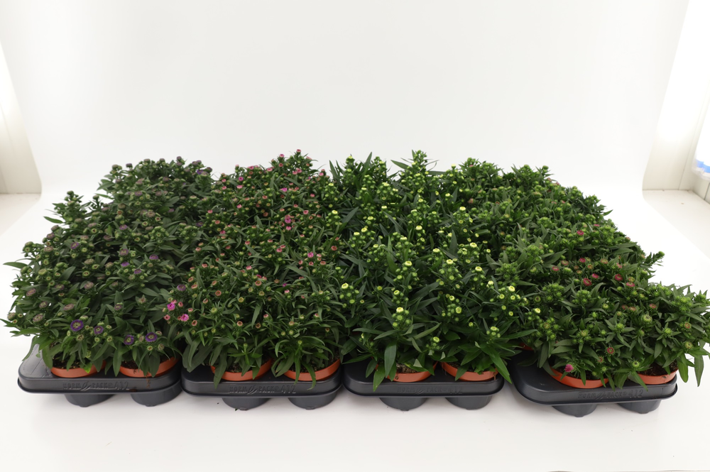 Aster Starletta Mix Layer.