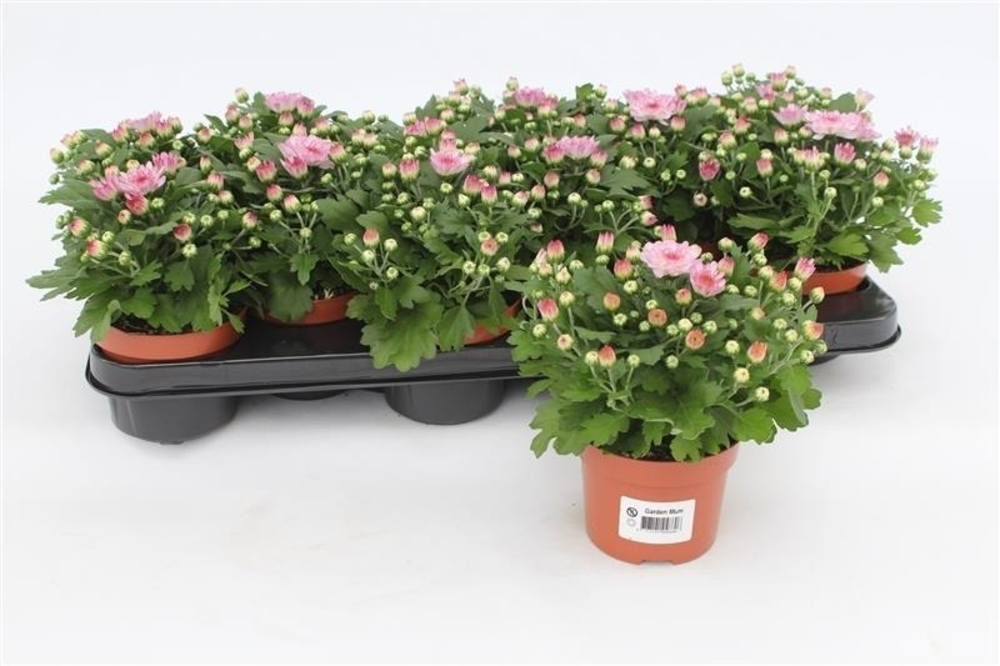 Chrysanthemum Gardenmum Pink.
