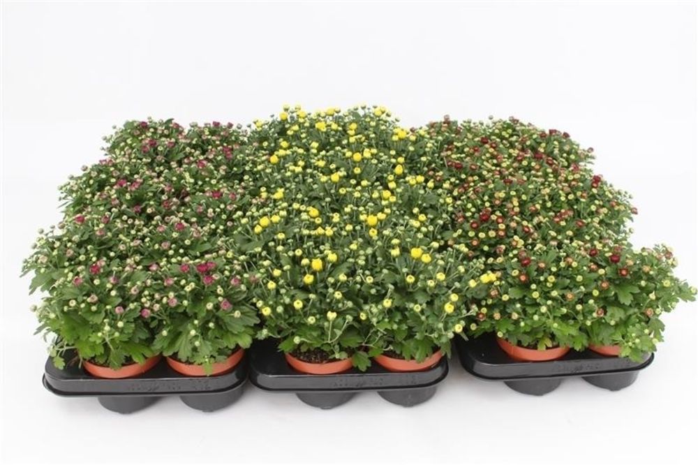 Chrysanthemum Gardenmum Mix Trolley.