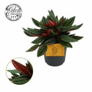 Elbrus terracotta Antik Choko Indoor.