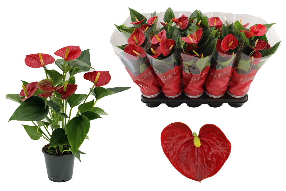 Anthurium Success Red in Couture sleeve.