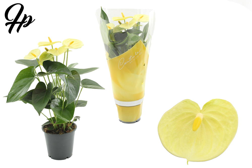 Anthurium Vanilla in Couture sleeve.