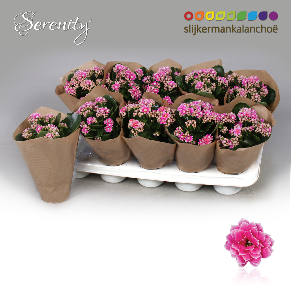 Kalanchoe Papersleeve - Serenity Purple White.
