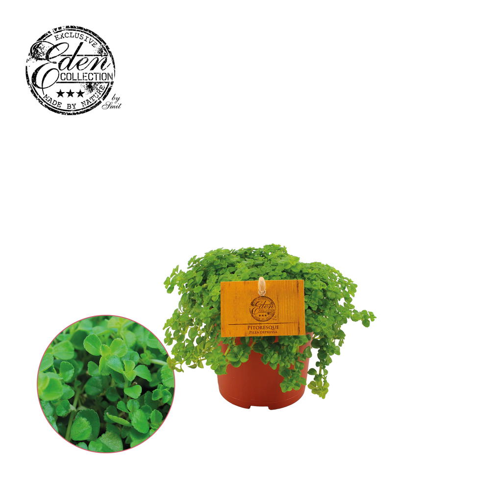 Pilea Depressa 10,5cm.