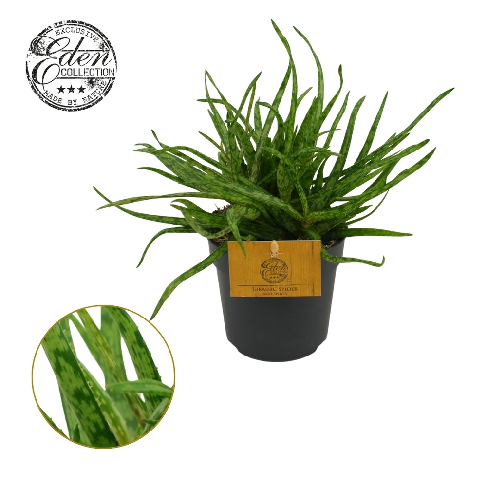 Aloe Spider 10,5cm.