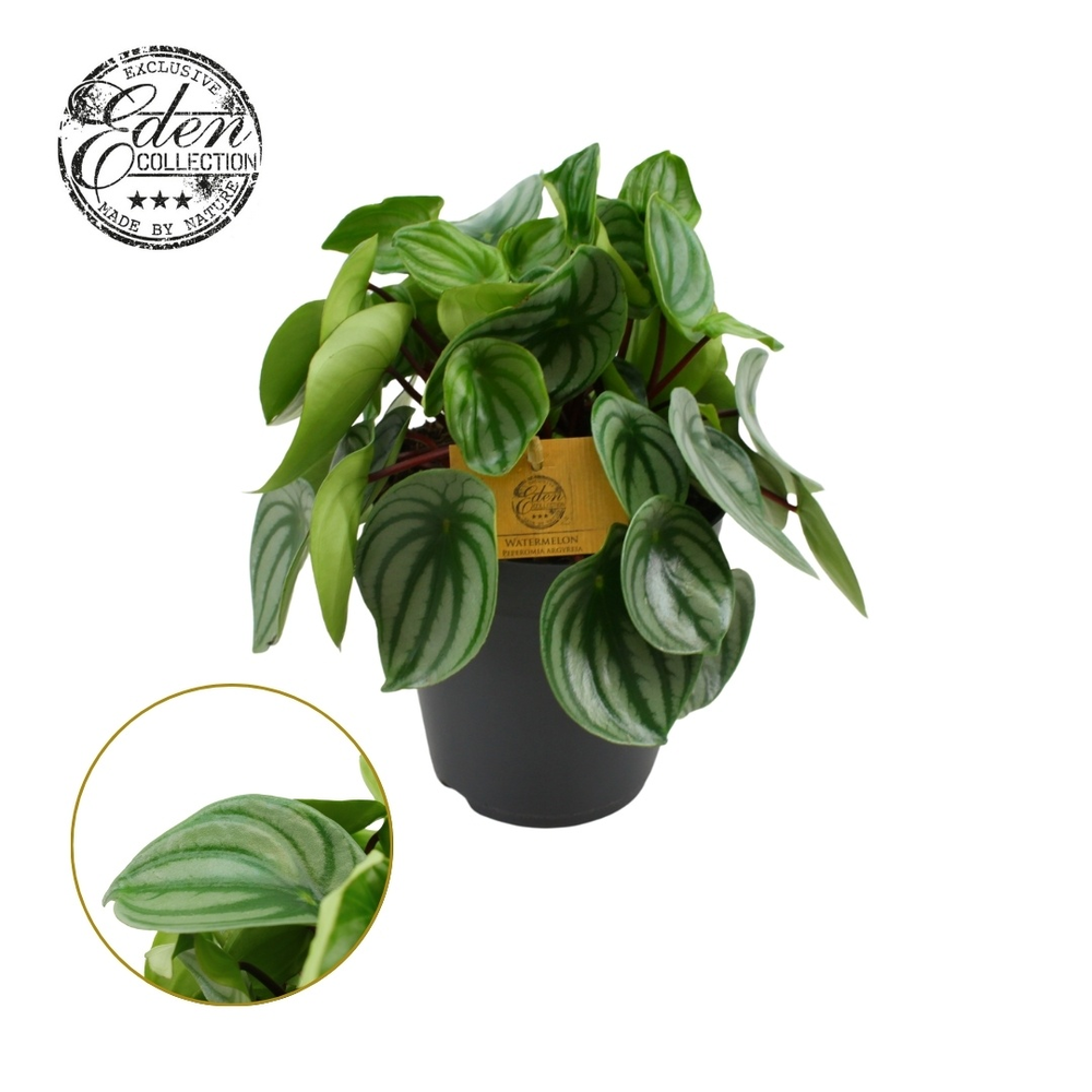 Peperomia Argyreia 15cm.
