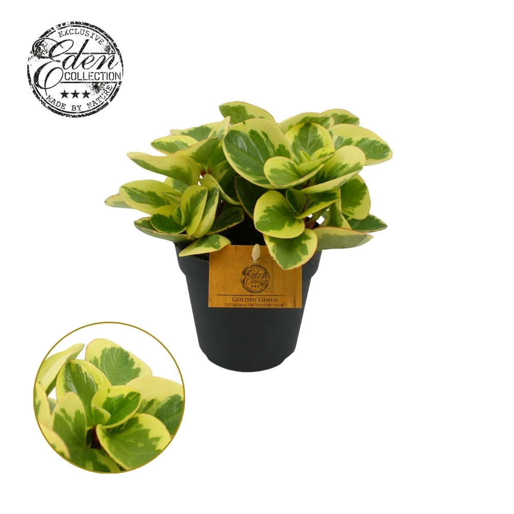 Peperomia Obtipan Bicolor 12cm.