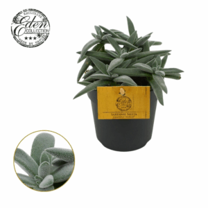 Crassula Tenelli 10,5cm.