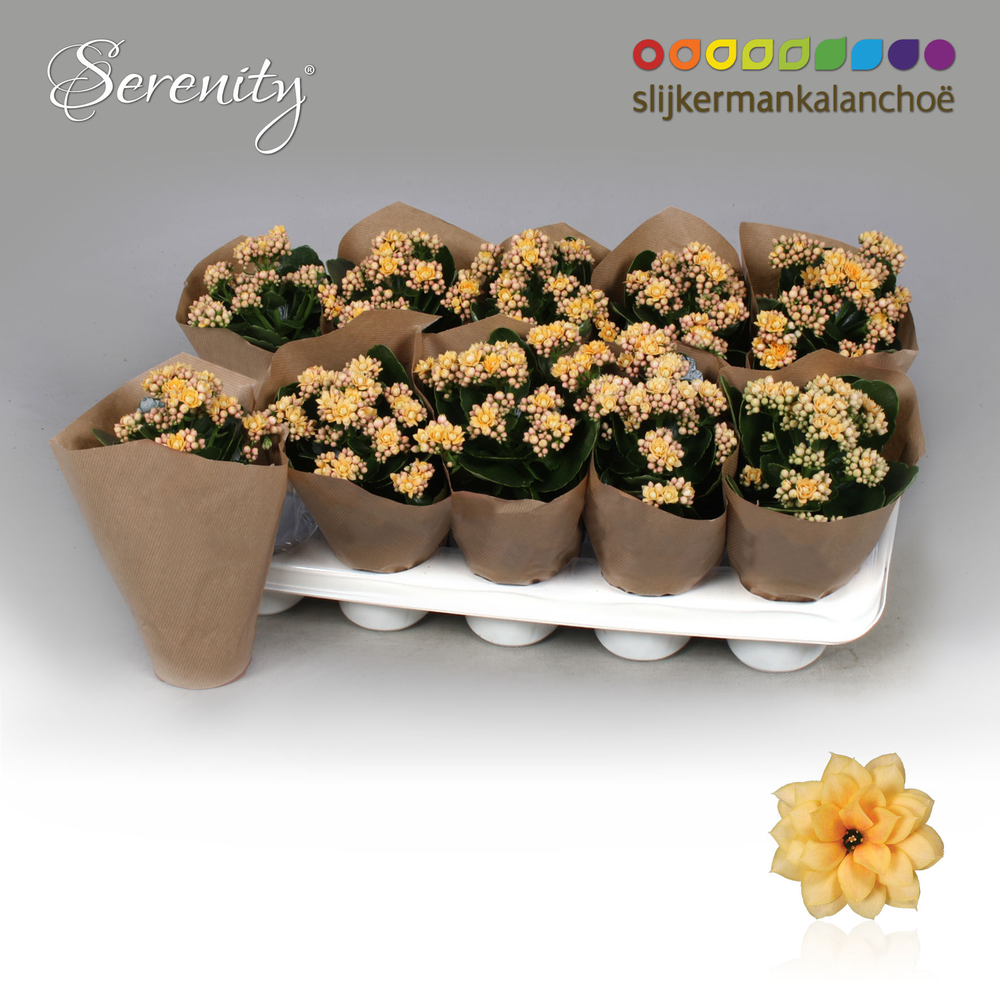 Kalanchoe Papersleeve - Serenity Apricot.