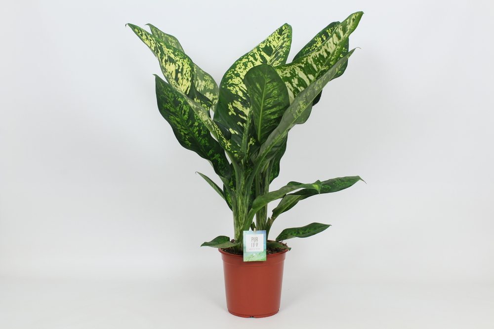 Purify Dieffenbachia Crown 24 cm.