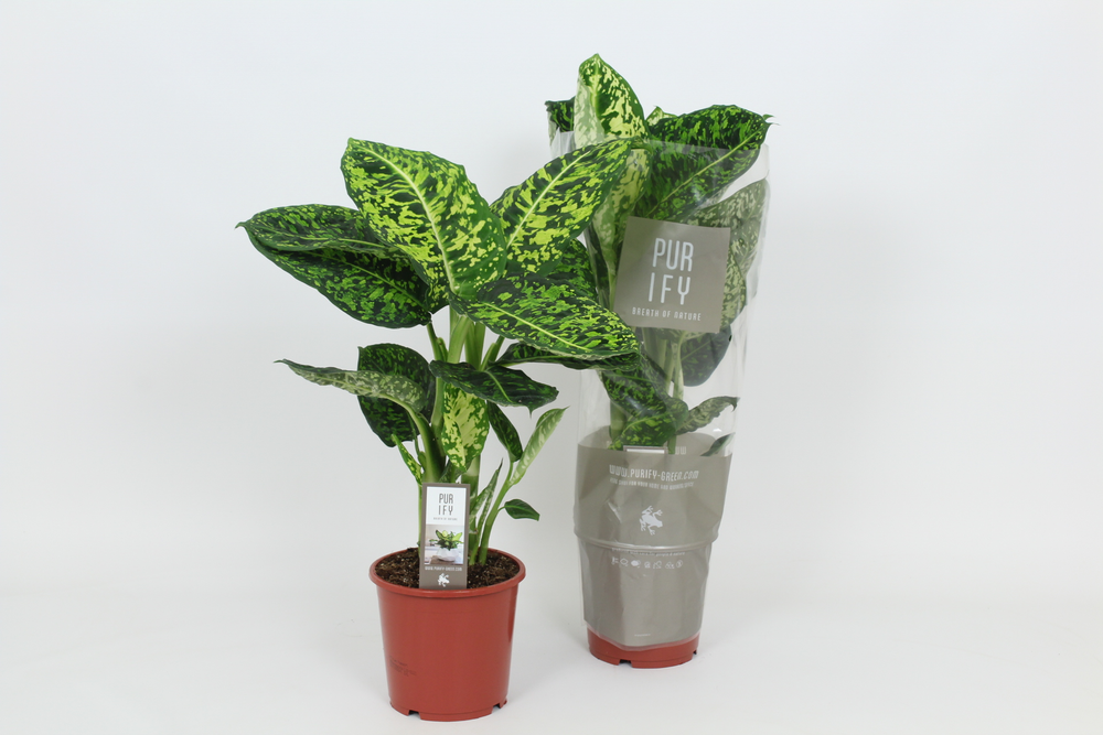 Purify Dieffenbachia Reflector 17 cm.